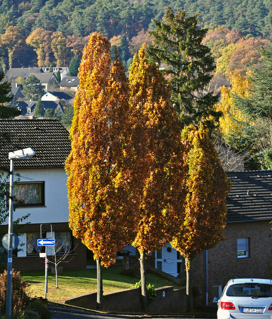 Das Herbstbaum-Dreigestirn und Eifelwald im Hintergrund in Kommern - 09.11.2011