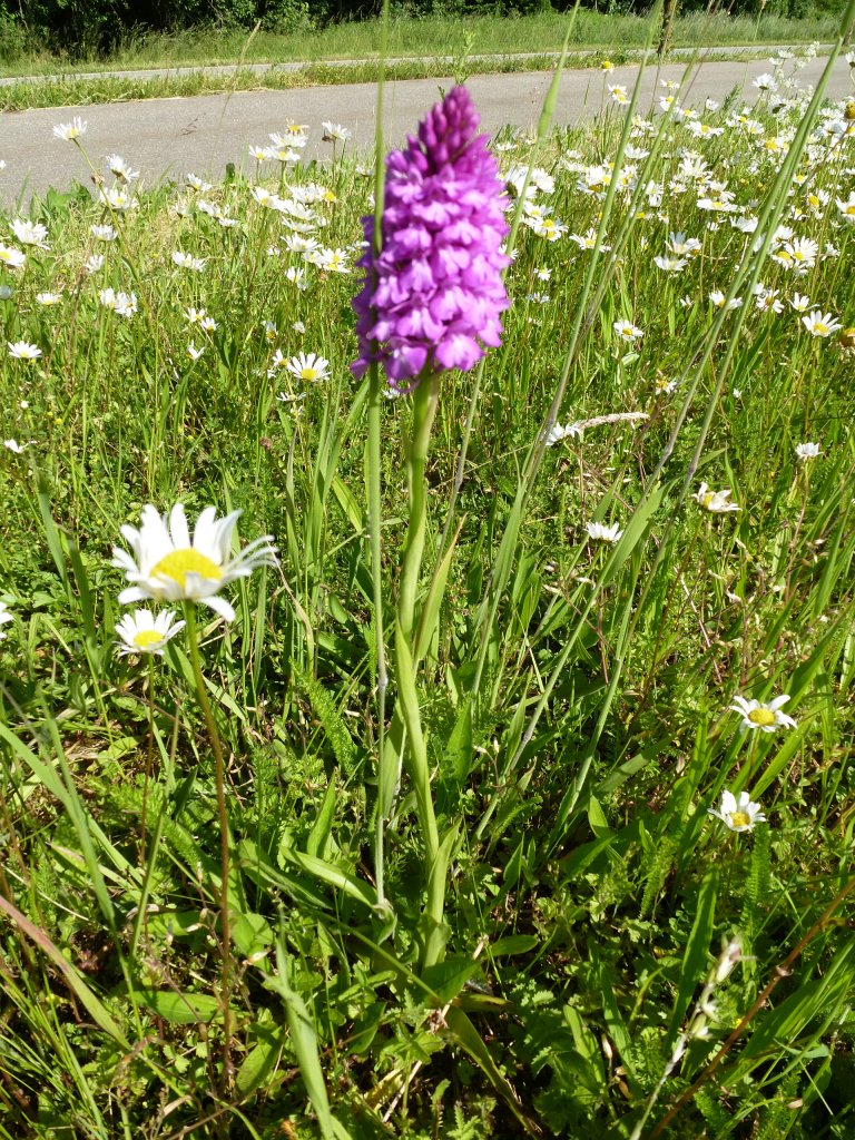 das Knabenkraut gehrt zu den heimischen Orchideenarten, gesehen in der Rheinebene, Juni 2013