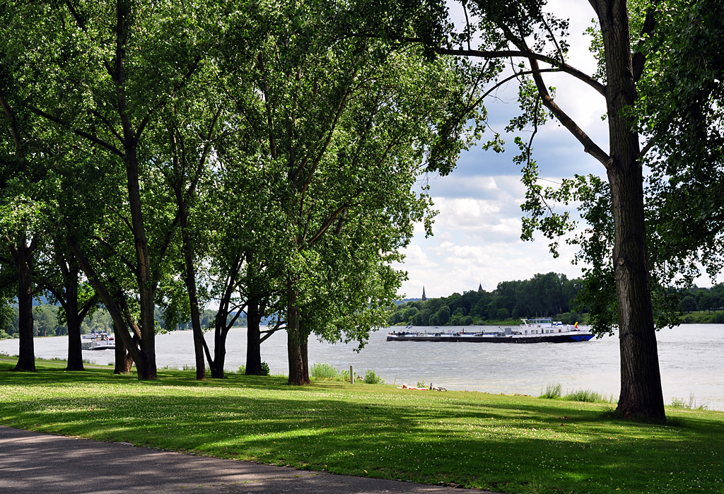 Das Rheinufer bei Bonn-Oberkassel ldt zum  Relaxen, Sonnen und Picknicken  ein - 07.07.2012