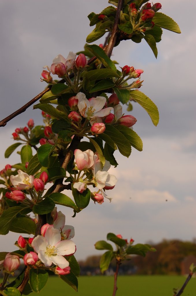 Das sind die Blten und Knospen des vorher beschrieben Baumes, leider vermag ich nicht zusagen um welche Sorte Baum es sich hier handelt.....wo ist der Botaniker, der mir helfen kann. 13.4.2011