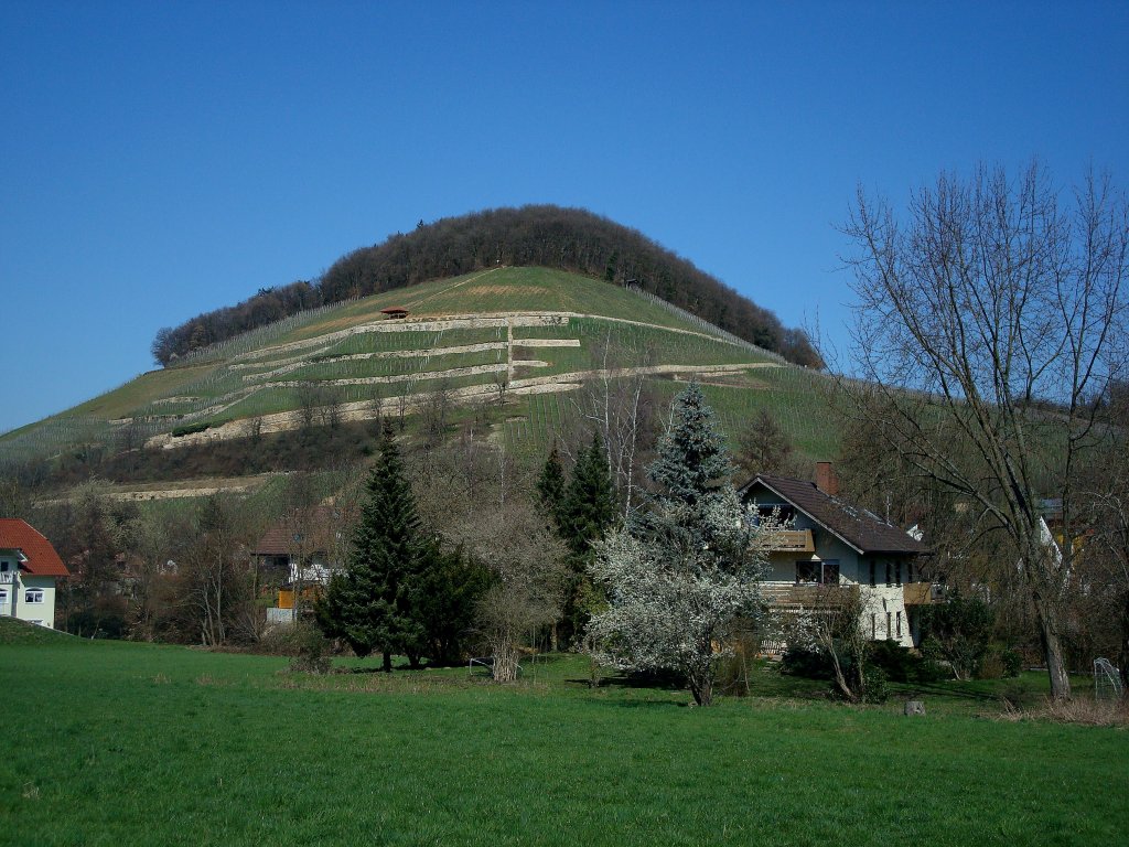 der 440m hohe Castellberg im Markgrflerland ist den Schwarzwaldbergen vorgelagert, der Weinbau ist hier seit ber 1000 Jahren nachgewiesen, Mrz 2011