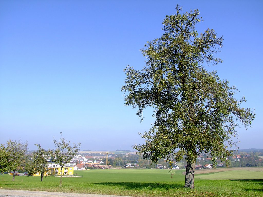 Der alte Birnbaum an der Hohenzellerstrae trennt sich nun allmhlich von seinen Frchten;111023