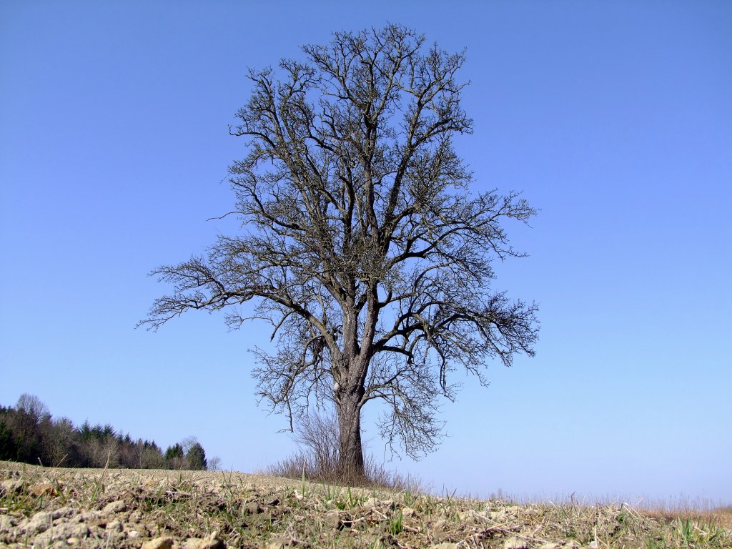 Der alte knorrige Birnbaum wird hoffentlich bald sein Frhlingserwachen erleben; 120317