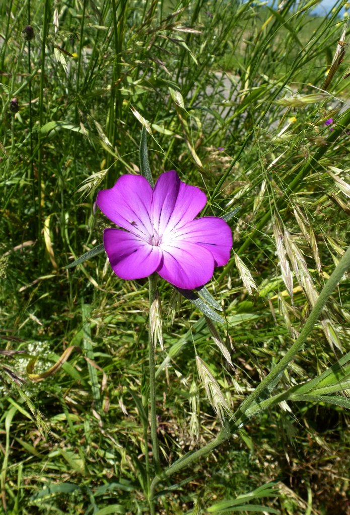 der Blutstorchenschnabel, wchst an Wegrndern und in lichten Wldern, war Blume des Jahres 2001, Juni 2013