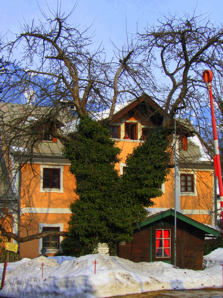 Der Efeu holt sich diesen Apfelbaum in Kitzbhel.(4.3.2012)