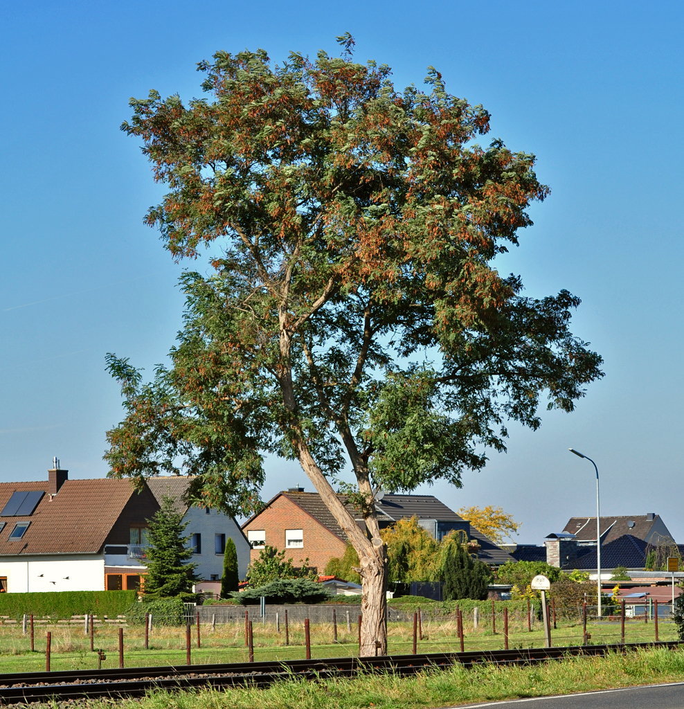 Der einsame einzelne Baum am Bahndamm in Derkum - 23.10.2011