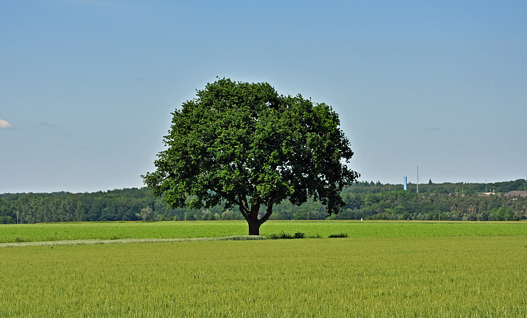Der  Einzelgnger ! Einsamer Baum mitten in einem riesigen Feld bei Heimerzheim - 16.06.2010
