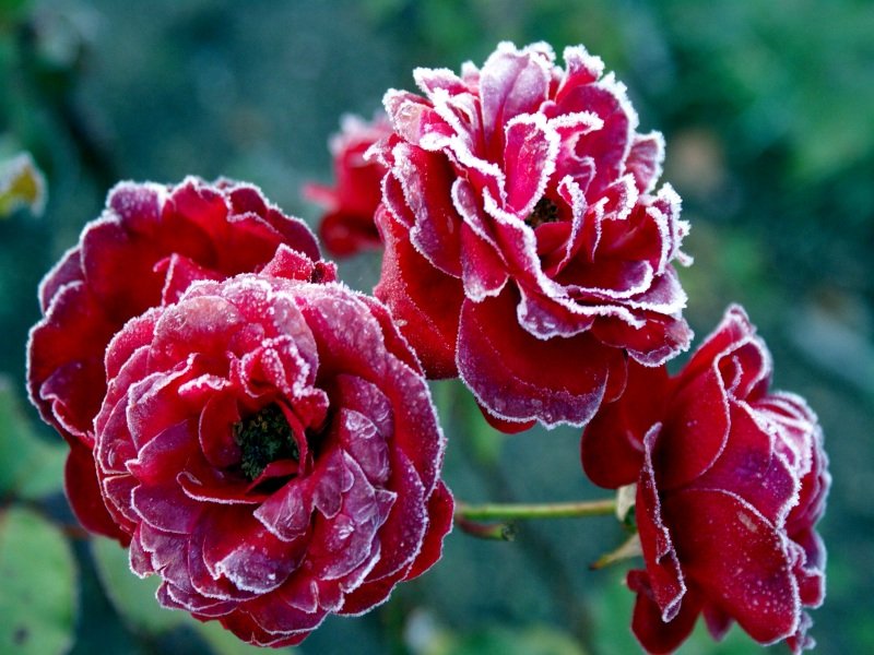 Der erste Frost im Dez.2009. Aufgenommen im eigenen Garten.