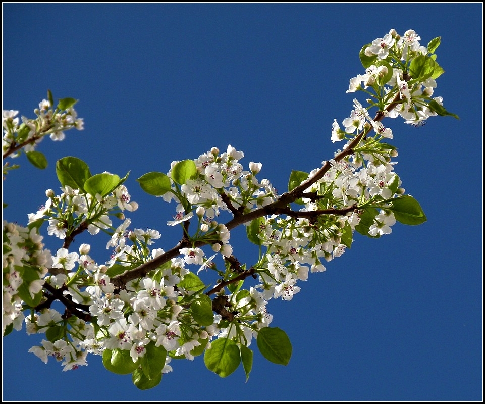 Der Frhling ist angekommen. 07.04.2011 (Jeanny)