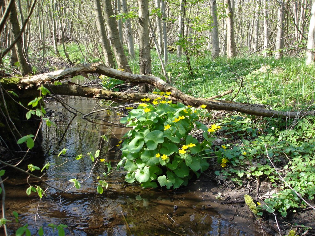 der Frühling ist angekommen,
Sumpfdotterblumen in den Auenwäldern der Rheinebene,
April 2004 
