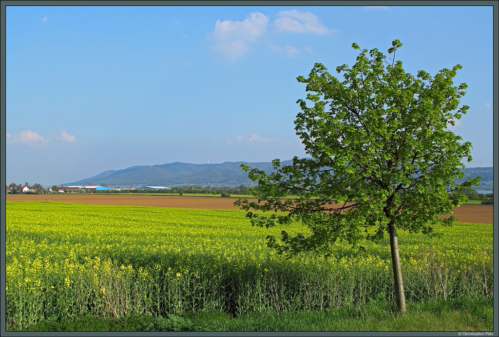 Der Frhling hat nun auch in der Goldenen Aue Einzug erhalten. Im Hintergrund das Kyffhusergebirge mit dem bekannten Denkmal und dem Fernsehturm. (bei Berga, 05.05.2013)