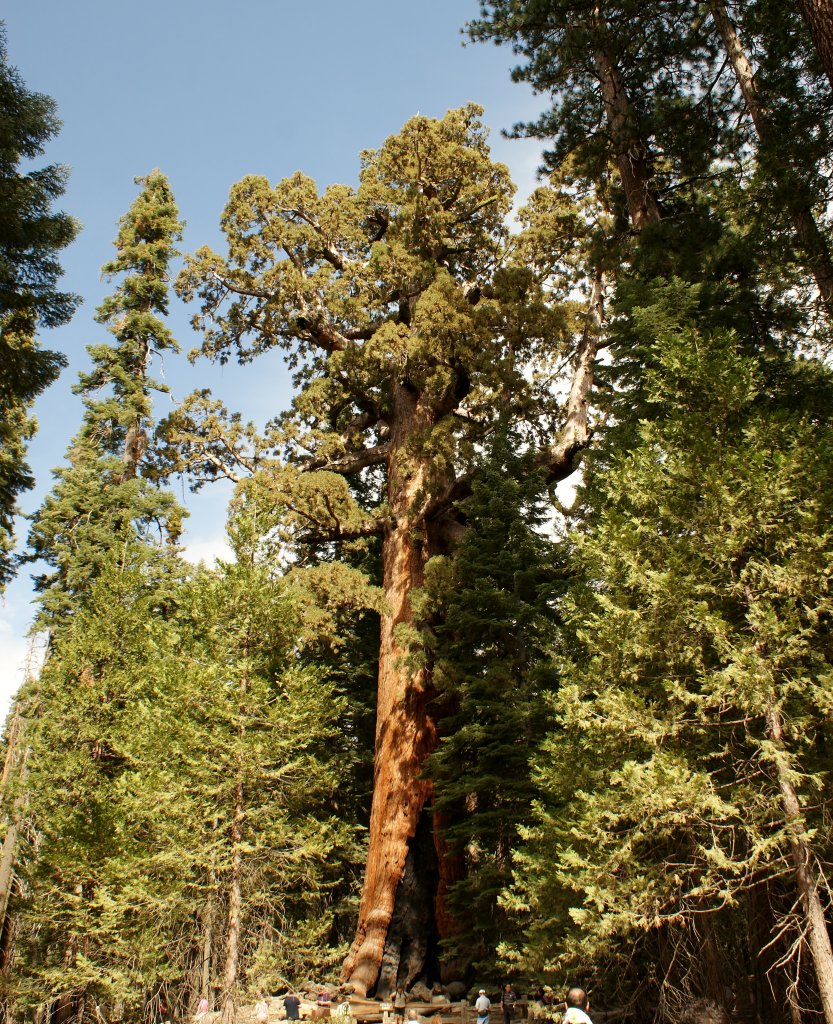 Der Grizzly Gaint im Yosemite National Park am 22.09.2012