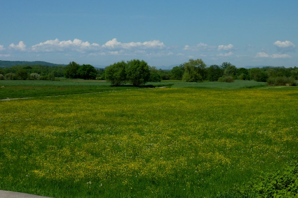 der Hahnenfu frbt die Wiesen gelb, aufgenommen in der Rheinebene, Mai 2012