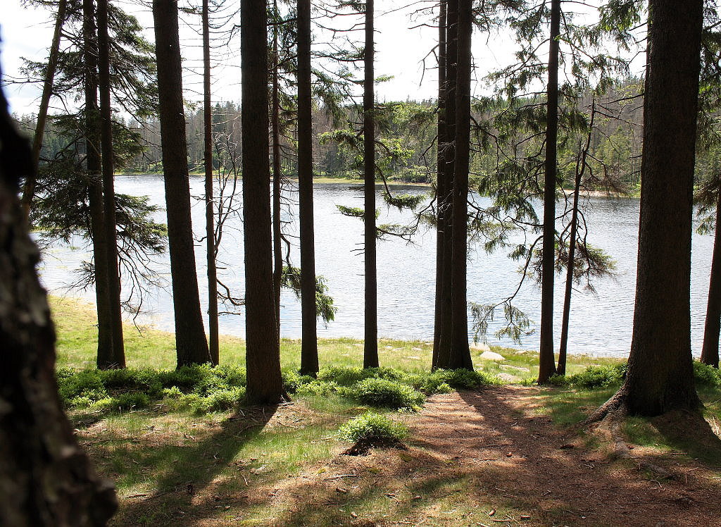 Der Oderteich im Nationalpark Harz; Aufnahme vom 08.06.2012. Der schne Oderteich, im 18. Jahrhundert fr das Harzer Wasserregal angelegt und damals bis Ende des 19. Jahrhunderts der grte Stausee Deutschlands, ist heute wie ein natrlicher Waldsee...