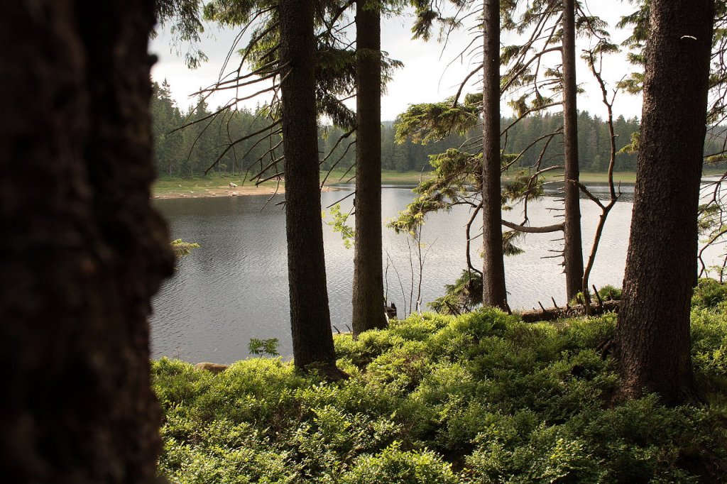 Der Oderteich im Nationalpark Harz; Blick am spten Nachmittag des 30.06.2012 vom Rundwanderweg am steilen Ostufer hinunter auf die Wasserflche.