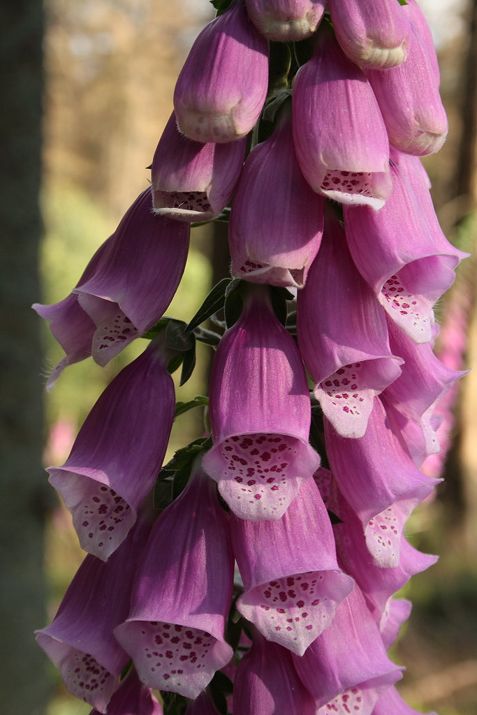 Der Rote Fingerhut, die Zierde des Oberharzes und des Nationalparks im Juli und August auf Waldblen. Die Staude der eindrucksvollen Blume kann 1 bis 2 Meter (!)  hoch werden... Aufnahme am spten Nachmittag des 4.08.2012 am Rande eines Wanderwegs zwischen Wolfswarte und Oderteich.