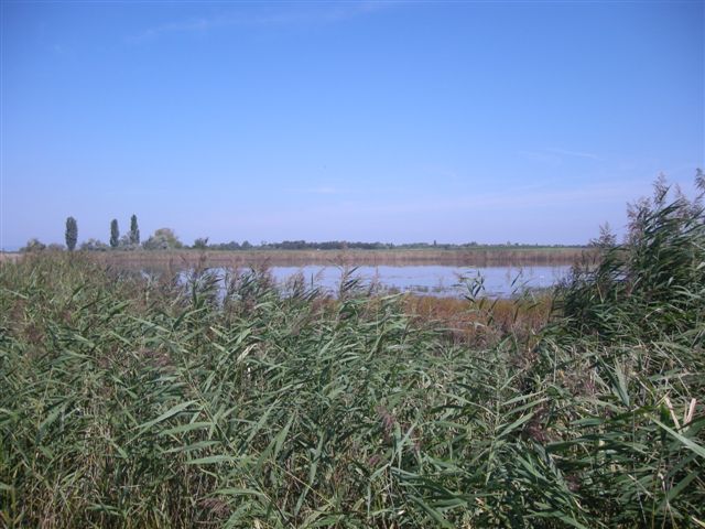 Der Schilfgrtel am Neusiedler See am 17.8.2011.