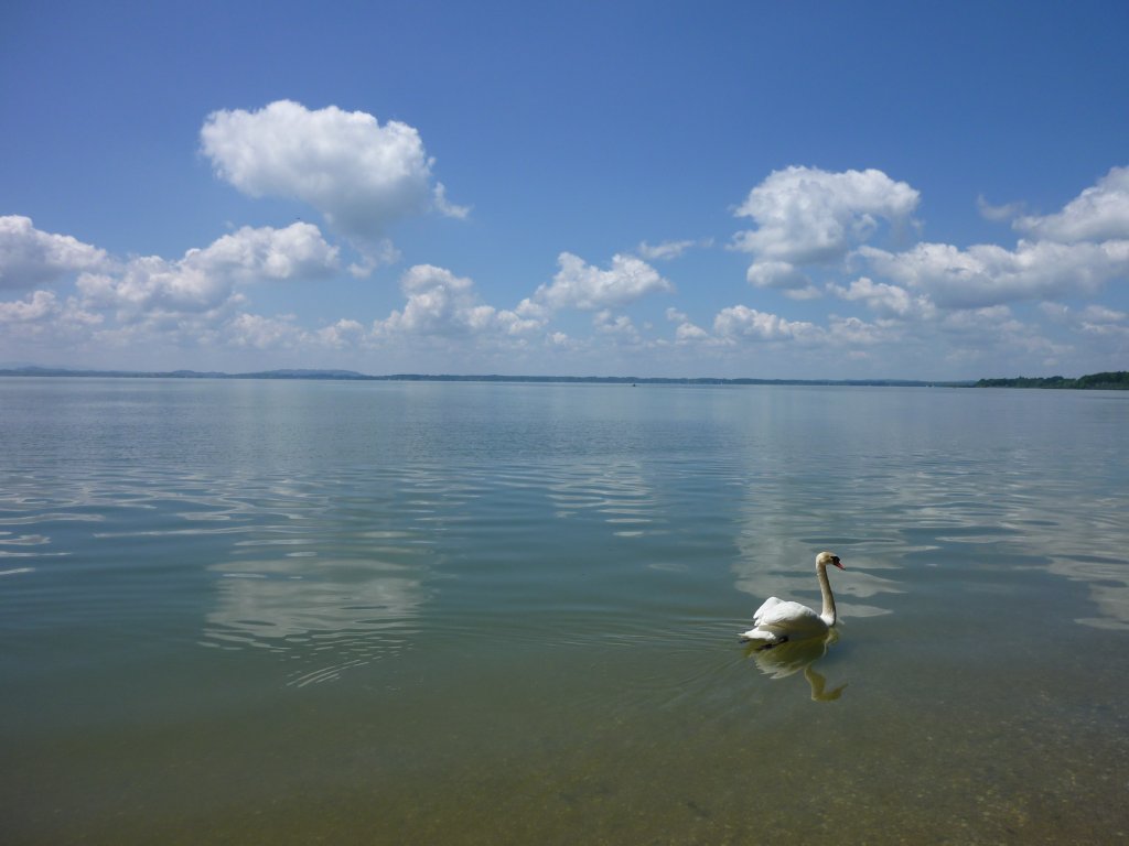 Der Schwan und sein Chiemsee. 06.04.2010