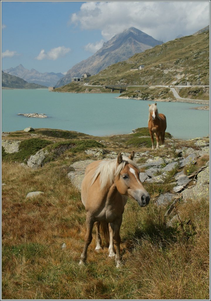 Der wilde Osten - so ein sponntaner Gedanke bei der Begegenung der zwei Pferde beim Lago Bianco. 
10.9.2011
