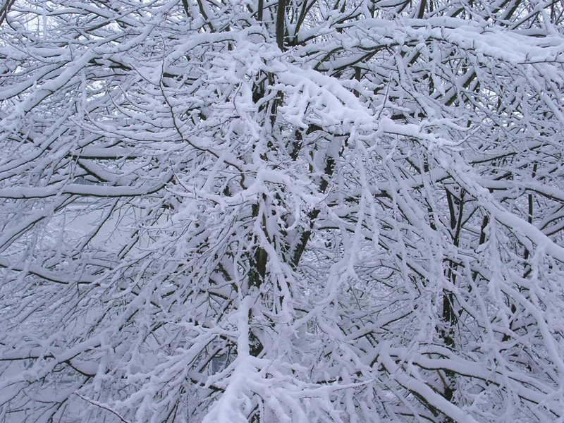 ..der Winter hat zur Zeit das Sauerland fest im Griff...29.1.10