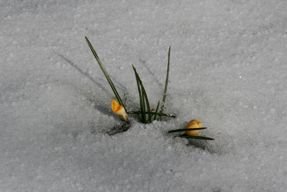 Der Winter verdrngte den Frhling aus unserem Garten in Ratzeburg; 15.03.2013