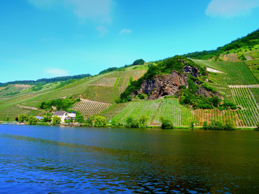 Deutschland, Rheinland-Pfalz, Weinberge am rechten Moselufer sdlich von Wintrich, 02.06.2012