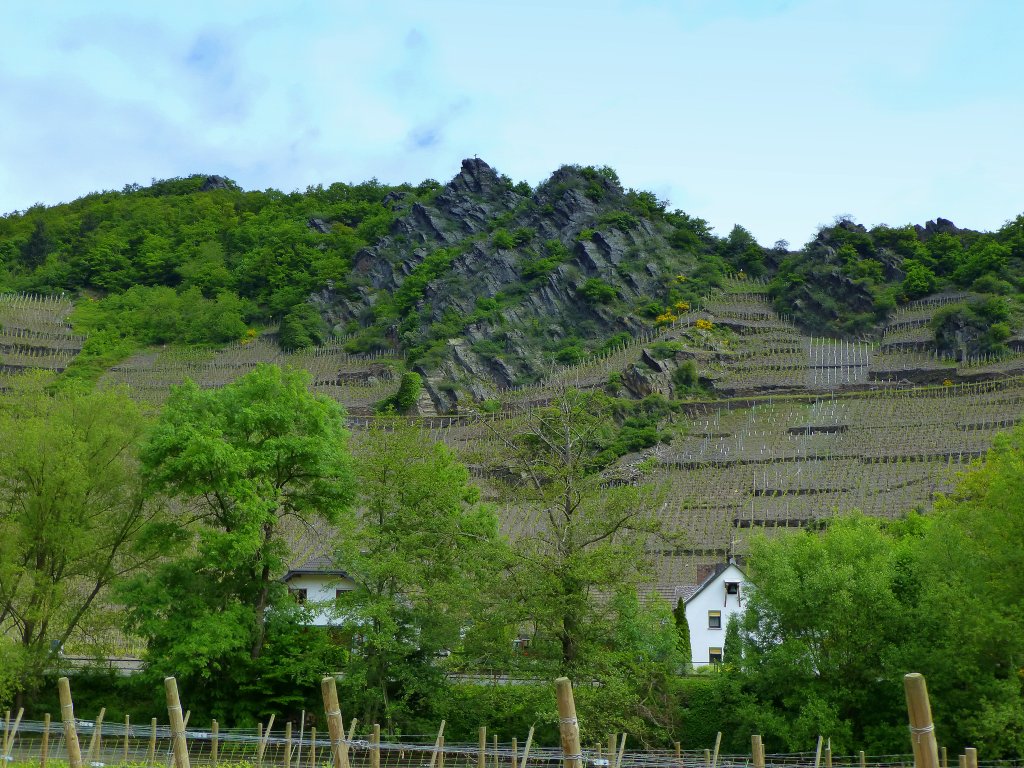 Deutschland,Rheinlandpfalz, Landkreis Ahrweiler, Verbandsgemeinde Altenahr,   Weinberge bei Laach, 27.05.2013