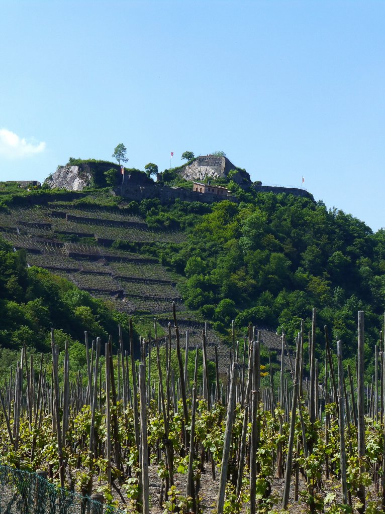 Deutschland,Rheinlandpfalz, Landkreis Ahrweiler, Verbandsgemeinde Altenahr, Weinberge bei Mayschoss, Saffenburg vom Osten aus gesehen, 27.05.2013