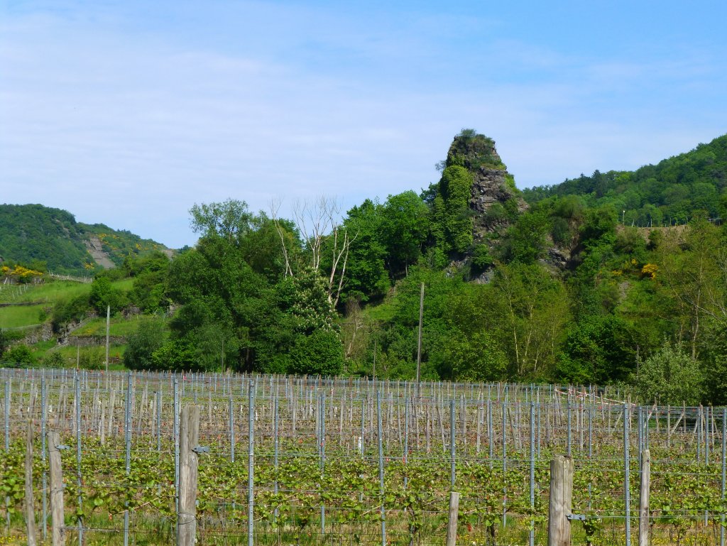 Deutschland,Rheinlandpfalz, Landkreis Ahrweiler, Verbandsgemeinde Altenahr, Weinberge im Ahrtal, bei Laach und Lochmhle, 27.05.2013