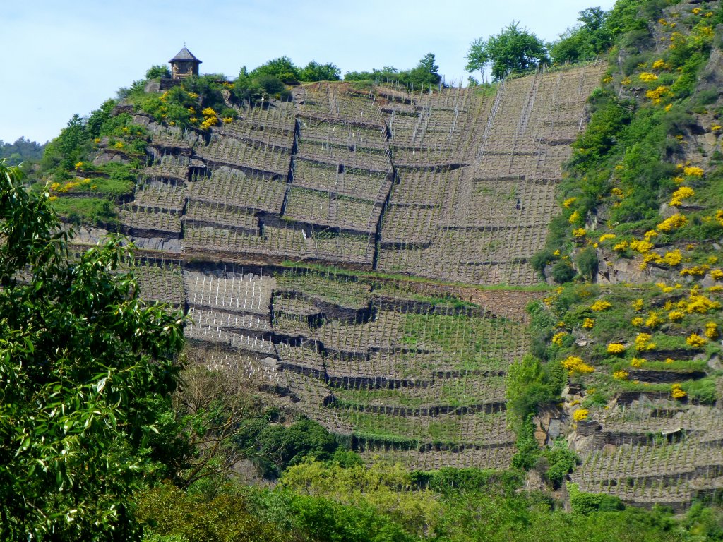 Deutschland,Rheinlandpfalz, Landkreis Ahrweiler, Verbandsgemeinde Altenahr, Weinberge bei Mayschoss, 27.05.2013