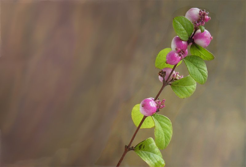 Dezember 09 gesehen  - diesem kleinen Zierstrauch mit seinen Beeren ist es drauen immer noch nicht zu kalt -