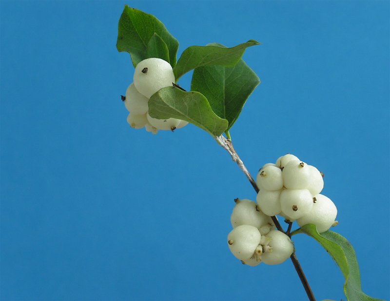 ..Dezember 2009 -  ganz in wei   kleiden sich diese Beeren jetzt ...