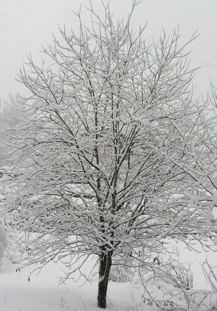 Dick verschneiter, junger Weidenbaum am 21.1.2012 in Brixlegg.