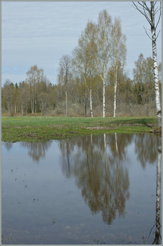Die Birke ist der estnische  Nationalbaum . 
3. Mai 2012