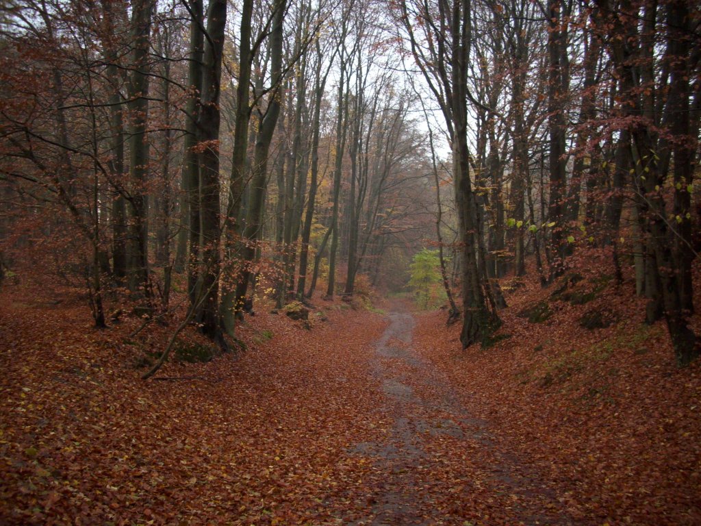 Die Bltter im Rugardwald bei Bergen/Rgen sind gefallen.