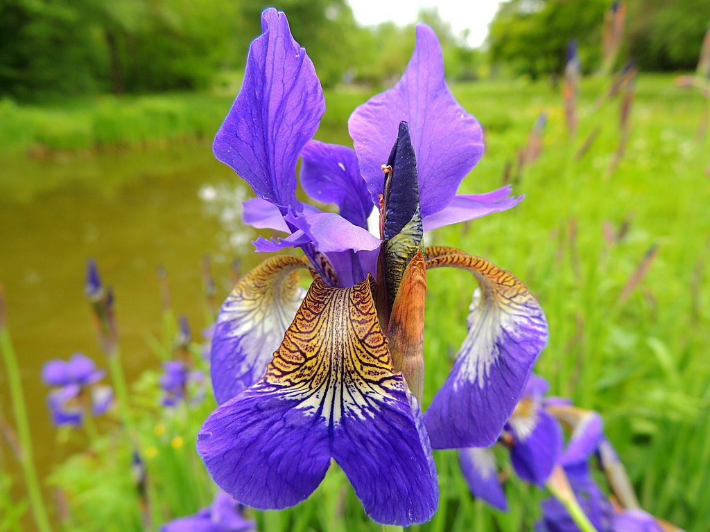 Die blaue Teichlilienblte erhlt Verstrkung;120513