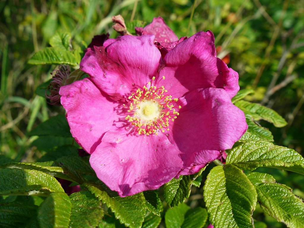 Die Blte einer Hundsrose / Heckenrose (Rosa canina), die gegenwrtig hufig zu sehen ist; 11.07.2011
