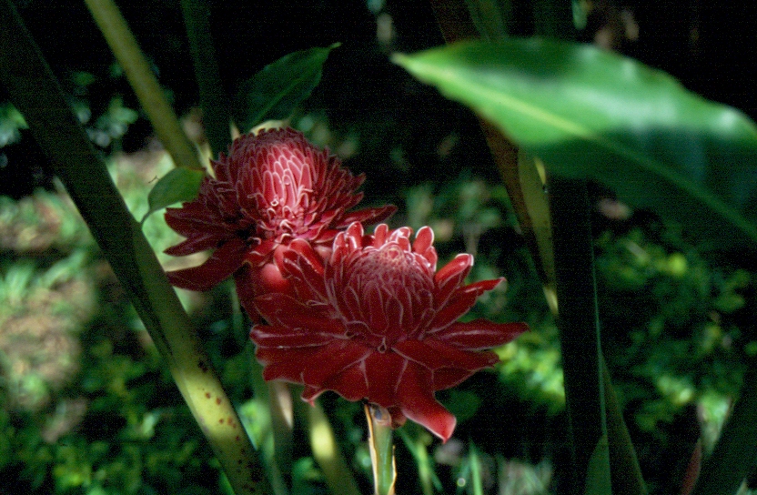 Die Blte einer Pflanze, die ich im Mrz 2006 in Nordthailand fotografierte, die ich jedoch nicht zuordnen kann.