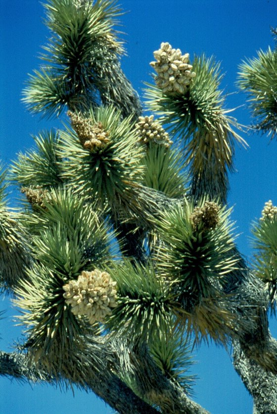 Die Blten eines Joshua Tree im gleichnamigen National Park im Jahr 1998