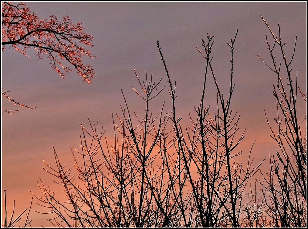 Die Eisschicht die am 25.12.2010 Bme und Strucher in Hoscheid-Dickt berzogen hatte, funkelte wie tausend Lichter in der untergehenden Sonne. (Jeanny)