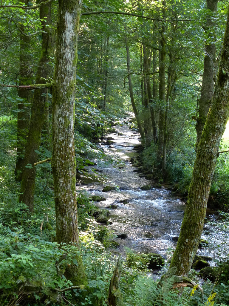 die Eyach im nrdlichen Schwarzwald, in der Nhe der Eyachmhle beim Ort Dobel, Aug.2017