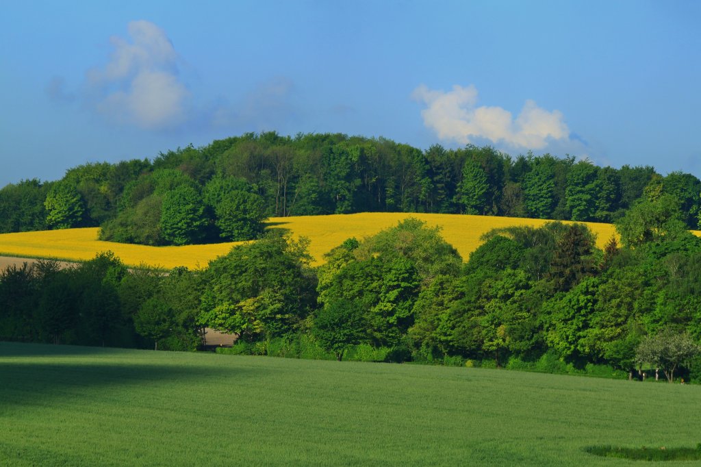 Die Farben des Frhlings, aufgenommen am 13.05.2012 hinter dem Aachener Klinikum.