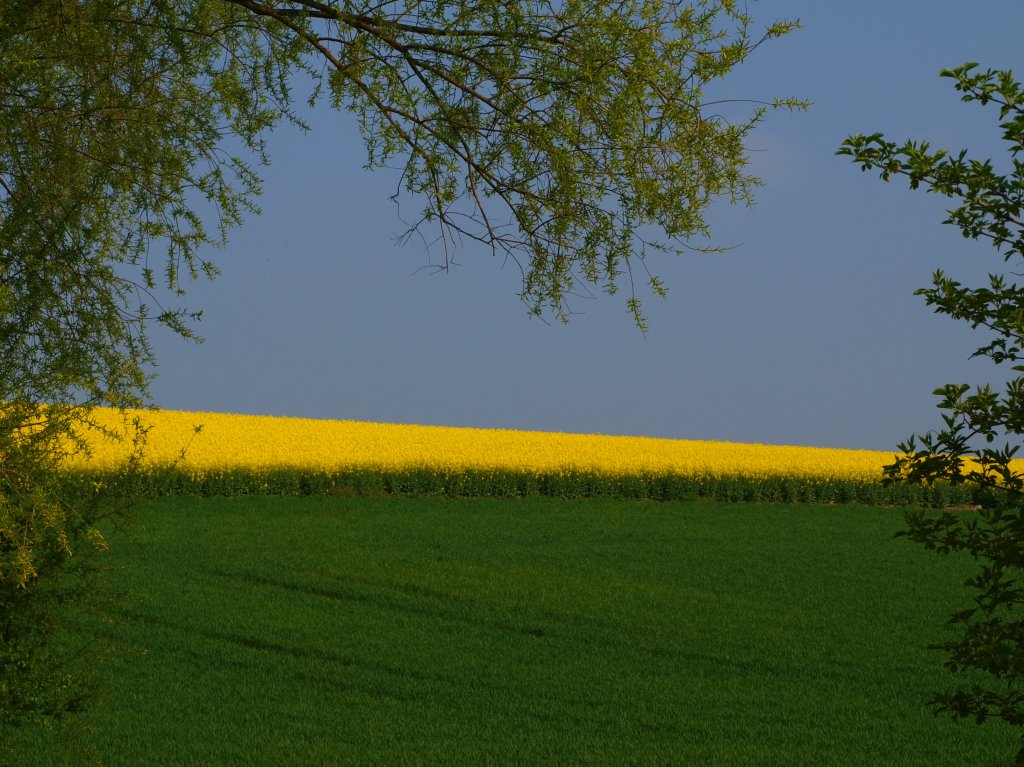 Die Farben des Frhsommers, blauer Himmel, gelber Raps und grne Felder hinter dem Aachener Klinikum. 