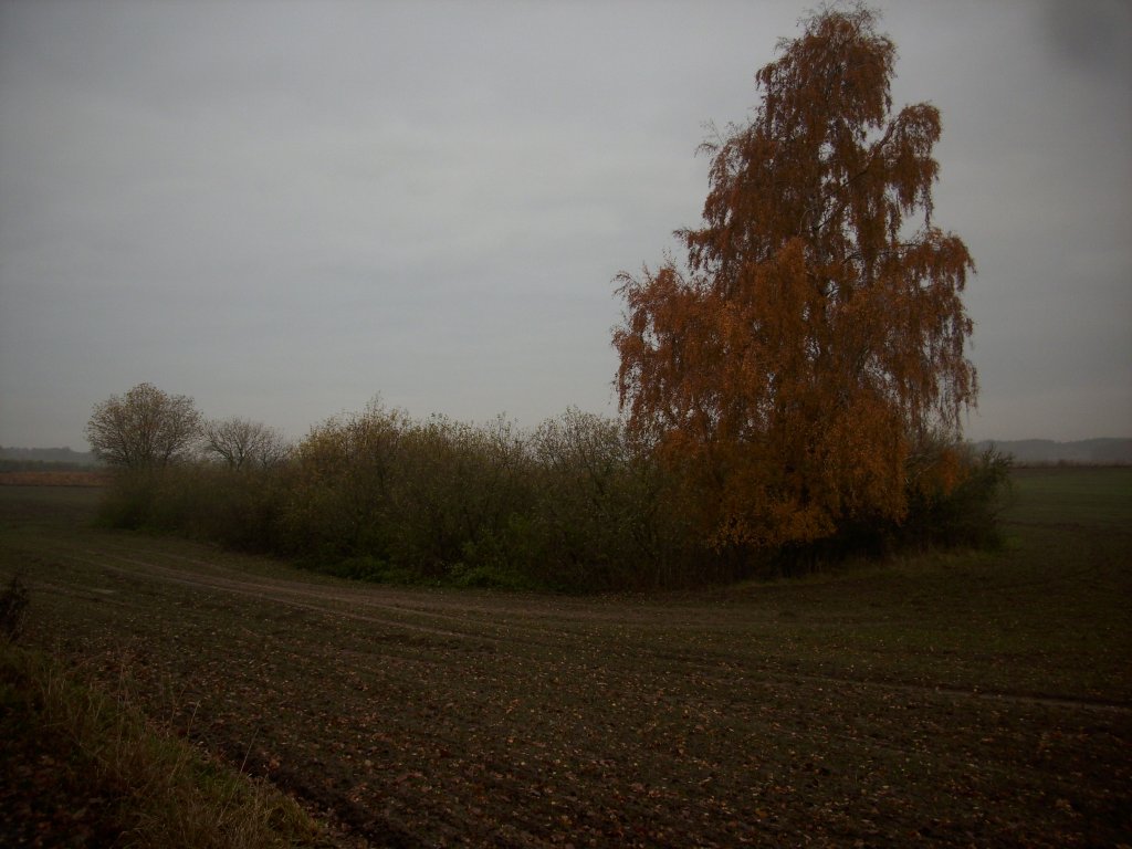 Die Felder sind abgeerntet und sogar dieser Baum trgt noch seine Bltter.Aufgenommen bei Bergen/Rgen.