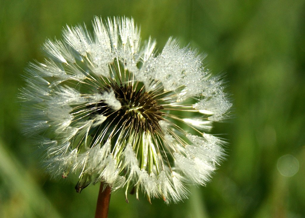 Die frostige Nacht setzte dieser Lwenzahnblume sehr zu.
(29.10.2010) 