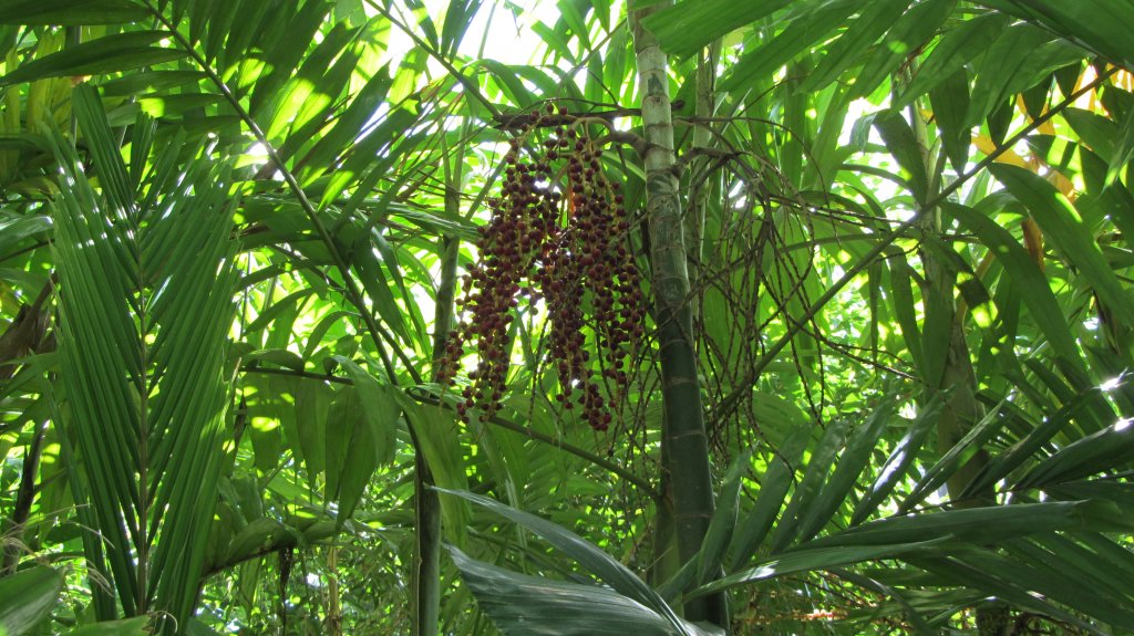 Die Frchte einer Betelpalme am 31.12.2011 in Phuket.