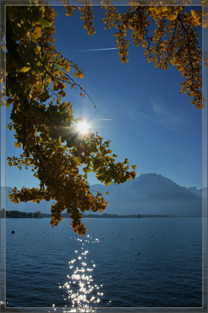 Die Herbstsonne sorgt fr goldenes Licht.
(30.10.2012)