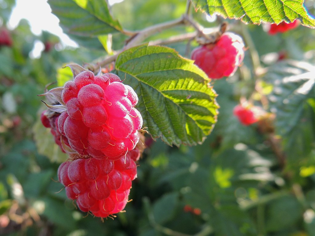 Die Himbeeren sind reif! 120704