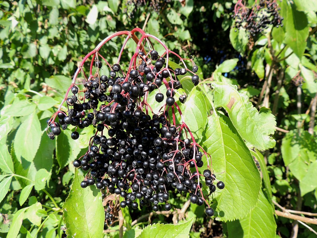 Die Hollunderbeeren sind Erntereif; 120908