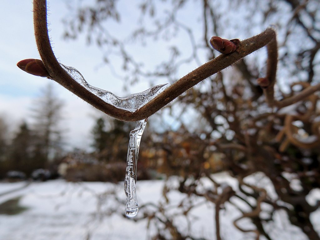 Die Knospen der Korkenzieherhaselnuss haben eisigen Besuch erhalten; 130210